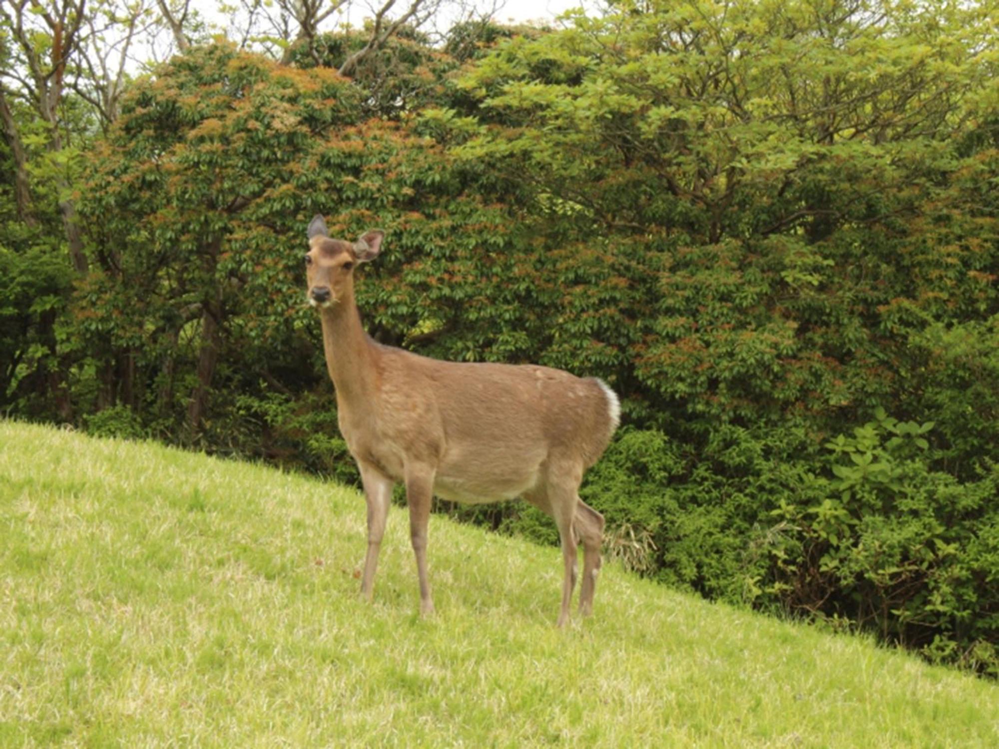 Hakone Yunohana Prince Hotel Kanagawa Kültér fotó