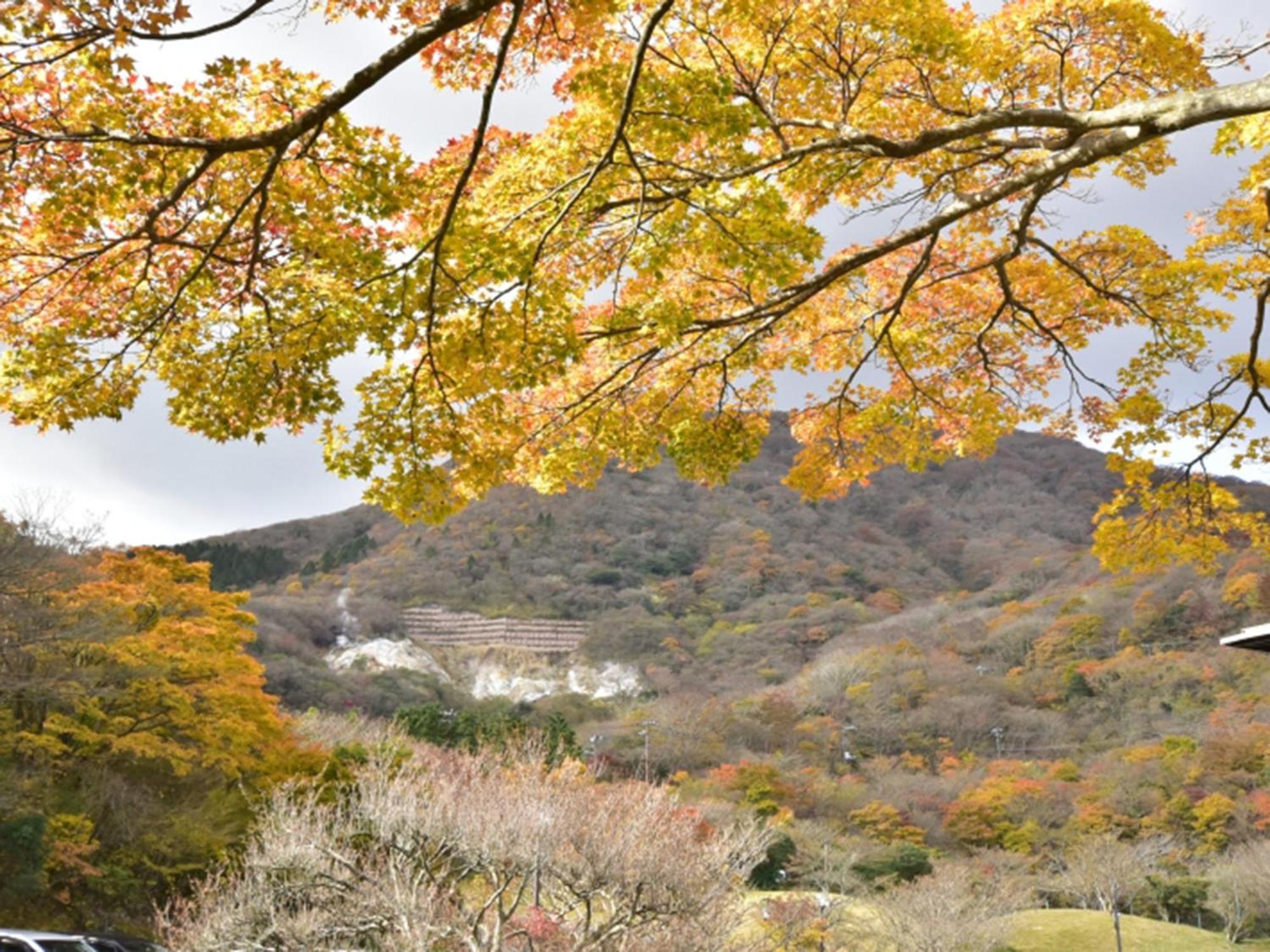 Hakone Yunohana Prince Hotel Kanagawa Kültér fotó